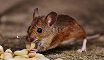 24 Hour & Emergency Exterminators in Fannett, PA